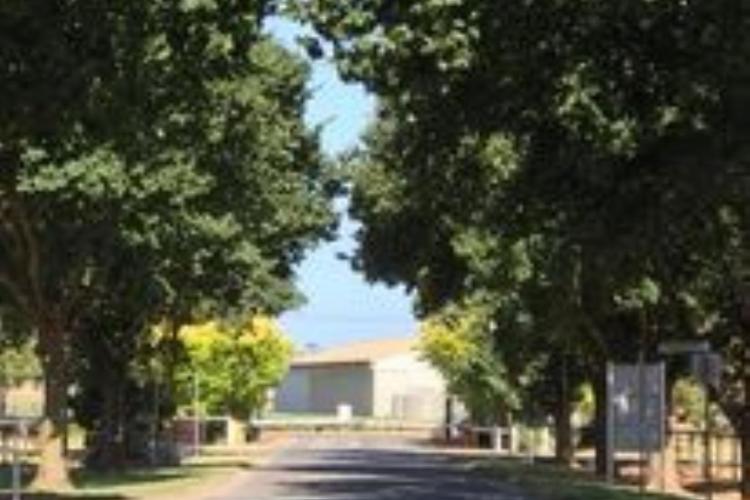 rows of trees on either sides of the road