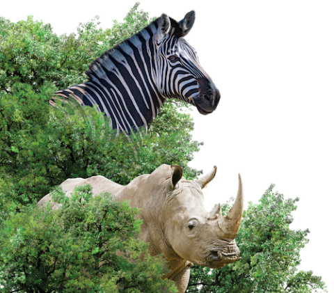 Rhino & Zebra